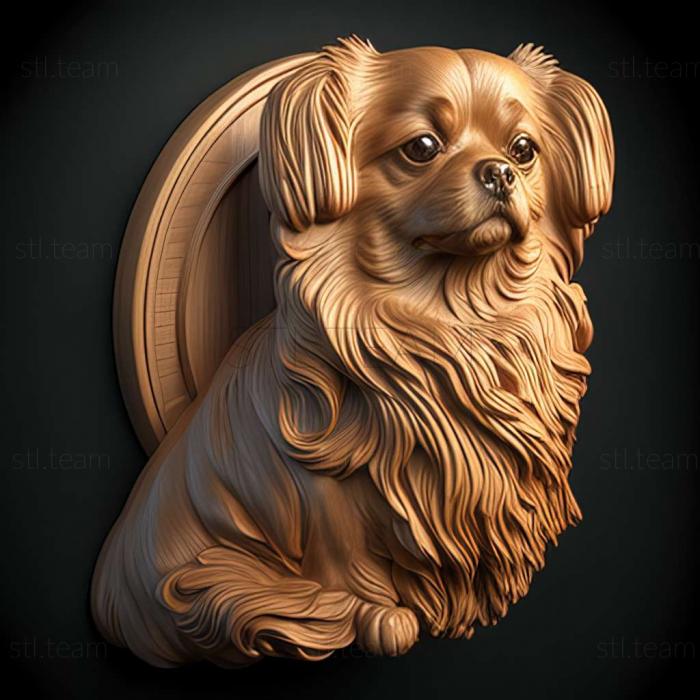 Tibetan Spaniel dog